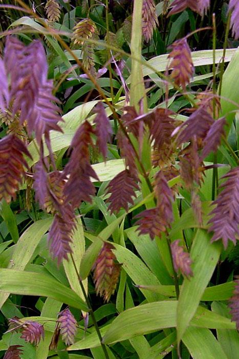 G0042 Grass, Chasmanthium Latifolium - View 6 from www redcrocus com