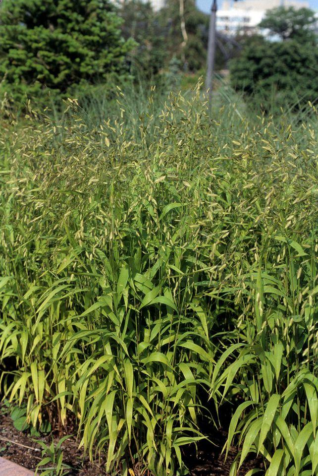 G0042 Grass, Chasmanthium Latifolium - View 7 from www redcrocus com