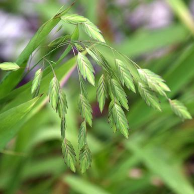 G0042 Grass, Chasmanthium Latifolium - View 8 from www redcrocus com