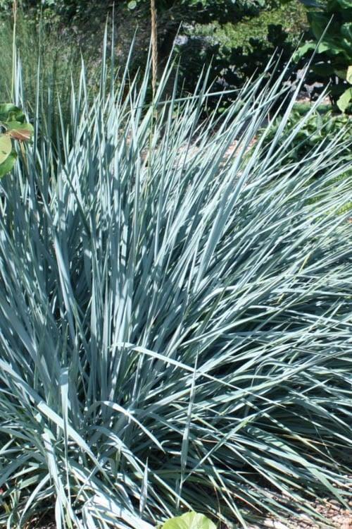G0043 Grass Leymus Arenarius Blue Dune - View 10 from www redcrocus com