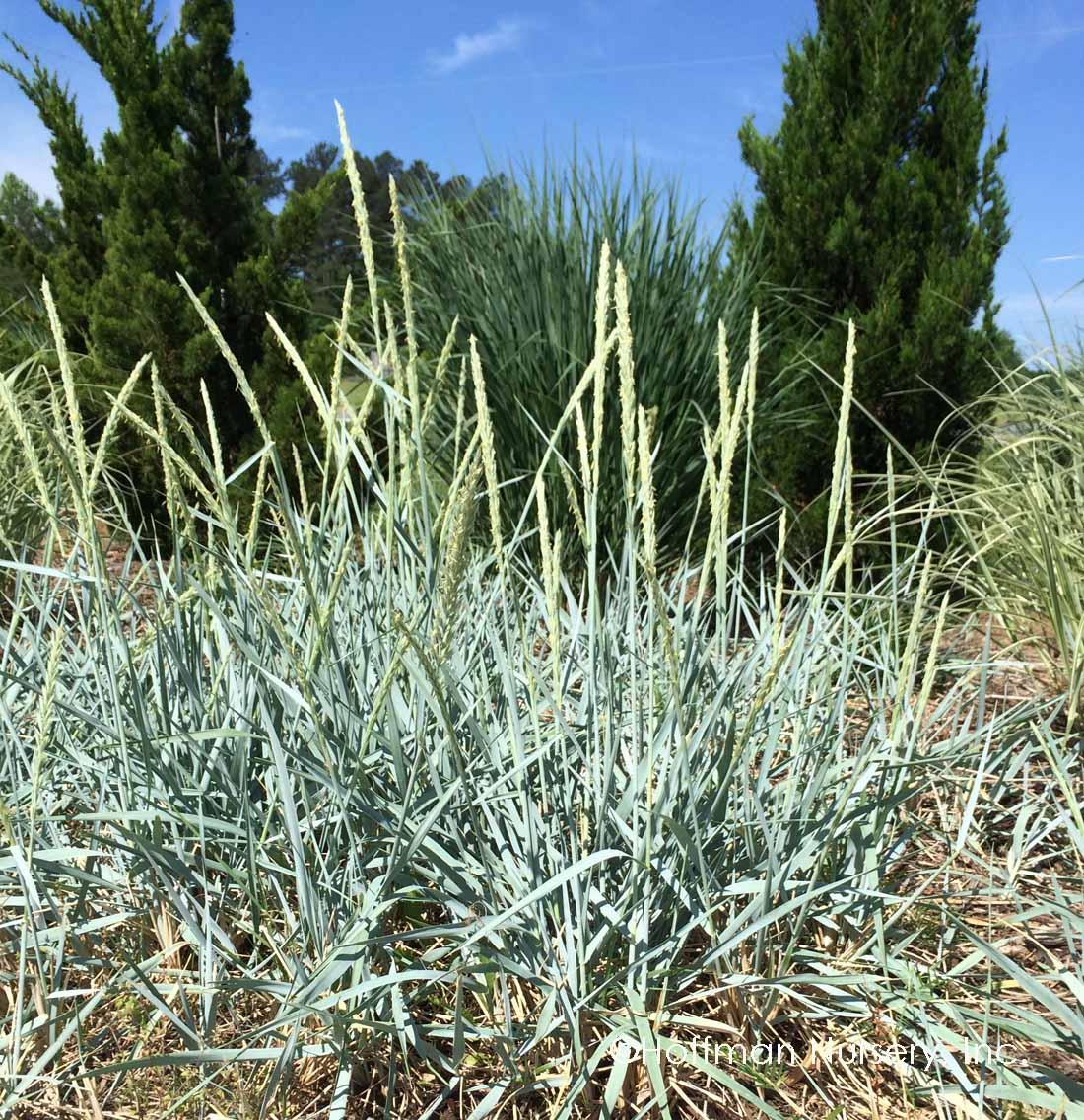 G0043 Grass Leymus Arenarius Blue Dune - View 1 from www redcrocus com