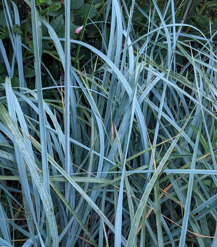 G0043 Grass Leymus Arenarius Blue Dune - View 3 from www redcrocus com