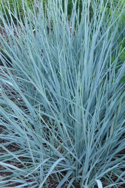 G0043 Grass Leymus Arenarius Blue Dune - View 4 from www redcrocus com