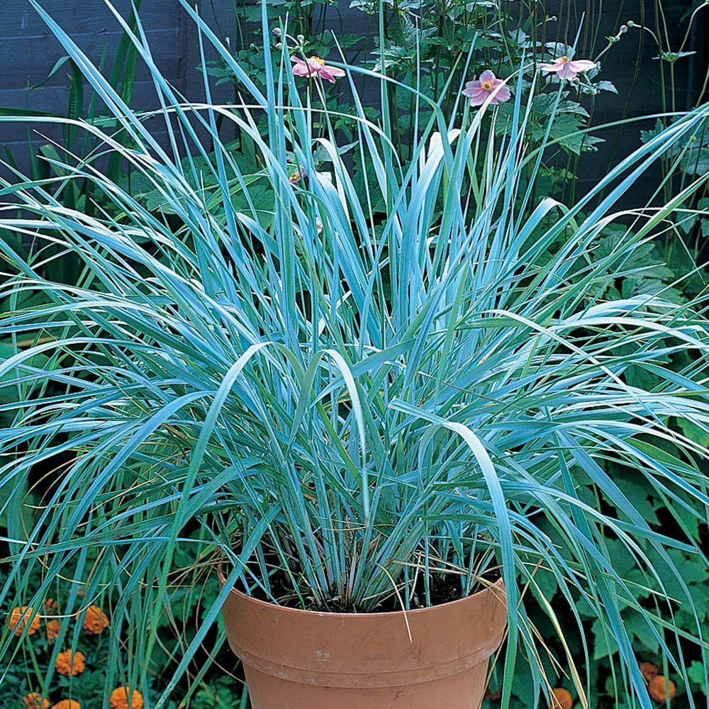 G0043 Grass Leymus Arenarius Blue Dune - View 5 from www redcrocus com