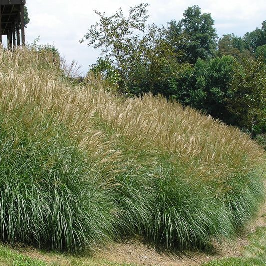 G0045 Grass Miscanthus Sinensis Adagio - View 10 from www redcrocus com