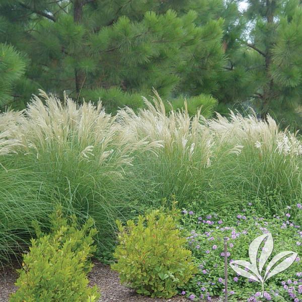 G0045 Grass Miscanthus Sinensis Adagio - View 13 from www redcrocus com