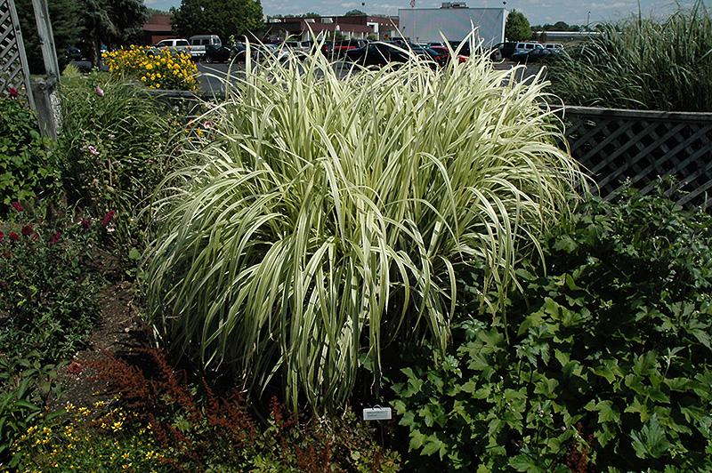 G0048 Grass Miscanthus Sinensis Dixieland - View 11 from www redcrocus com