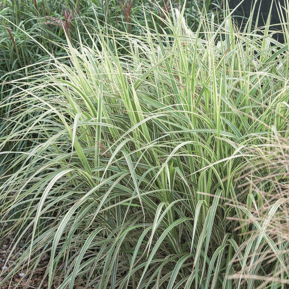G0048 Grass Miscanthus Sinensis Dixieland - View 12 from www redcrocus com