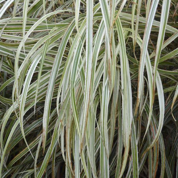 G0048 Grass Miscanthus Sinensis Dixieland - View 14 from www redcrocus com