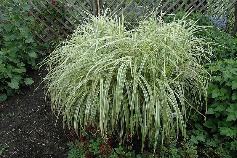 G0048 Grass Miscanthus Sinensis Dixieland - View 1 from www redcrocus com