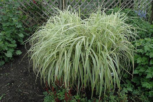 G0048 Grass Miscanthus Sinensis Dixieland - View 1 from www redcrocus com