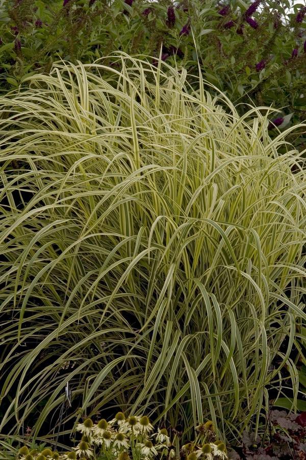 G0048 Grass Miscanthus Sinensis Dixieland - View 5 from www redcrocus com