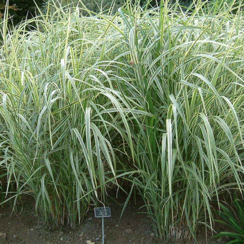 G0048 Grass Miscanthus Sinensis Dixieland - View 6 from www redcrocus com