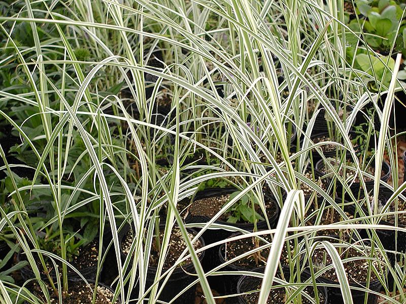 G0048 Grass Miscanthus Sinensis Dixieland - View 7 from www redcrocus com