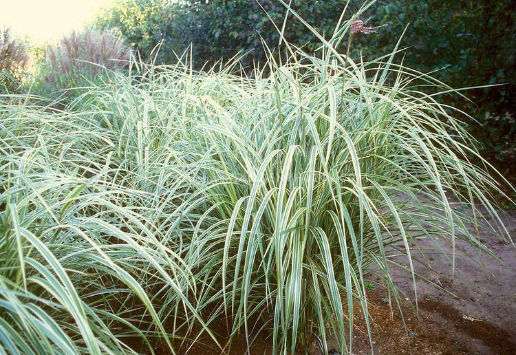 G0048 Grass Miscanthus Sinensis Dixieland - View 8 from www redcrocus com