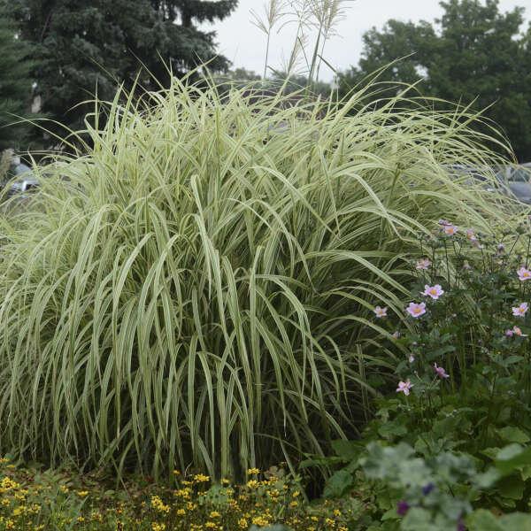G0048 Grass Miscanthus Sinensis Dixieland - View 9 from www redcrocus com
