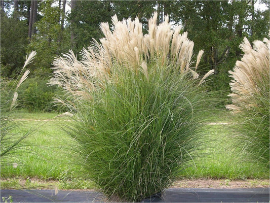 G0049 Grass Miscanthus Sinensis Gracillimus - View 1 from www redcrocus com