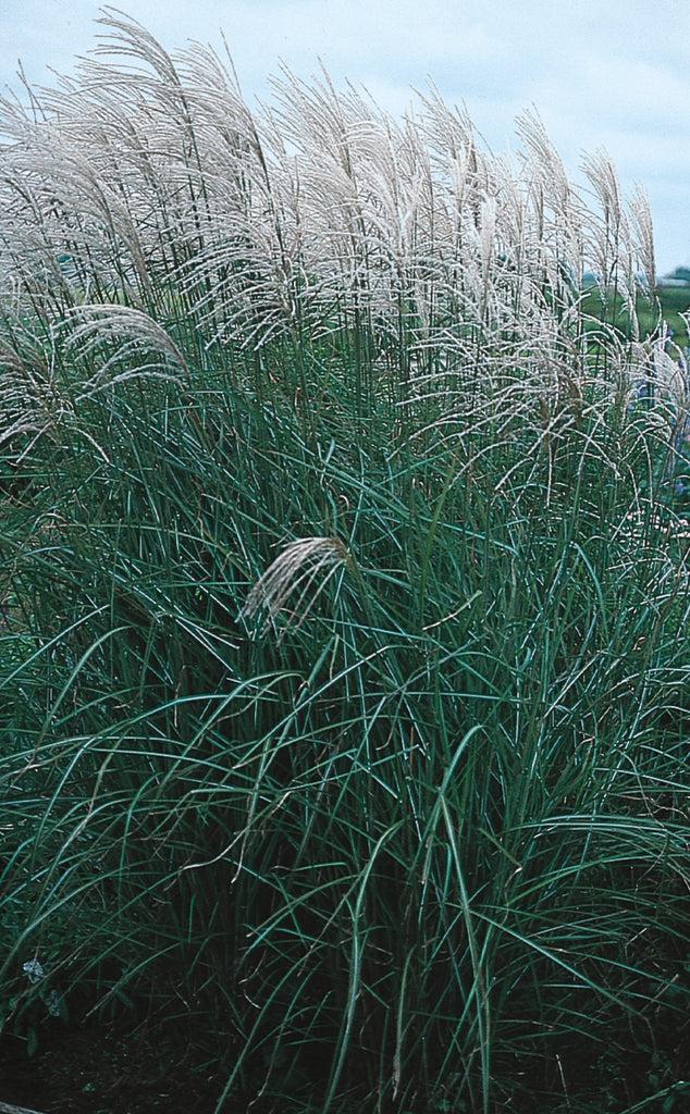 G0050 Grass Miscanthus Sinensis Graziella - View 15 from www redcrocus com