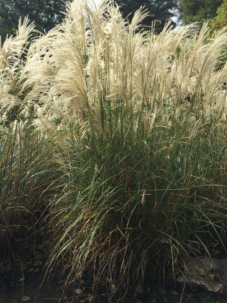 G0050 Grass Miscanthus Sinensis Graziella - View 20 from www redcrocus com