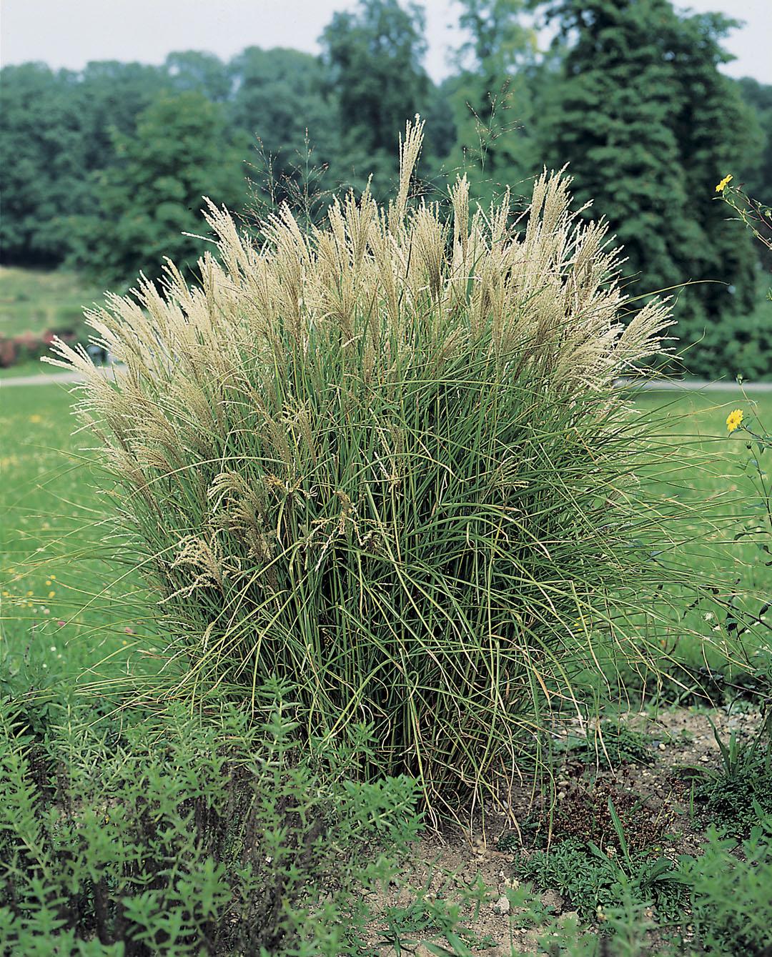 G0050 Grass Miscanthus Sinensis Graziella - View 2 from www redcrocus com