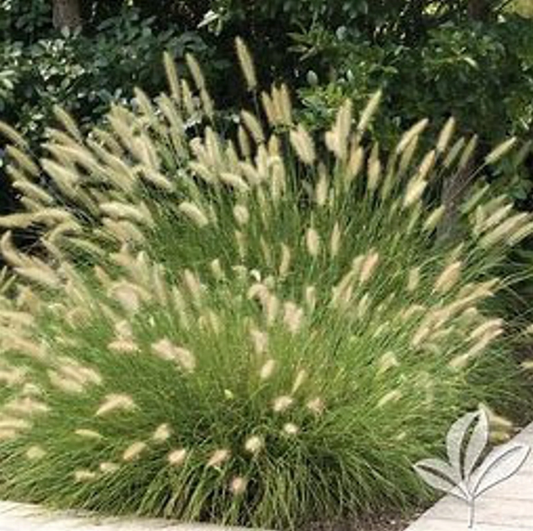 G0051 Grass, Miscanthus Sinensis 'little Kitten' - View 11 from www redcrocus com