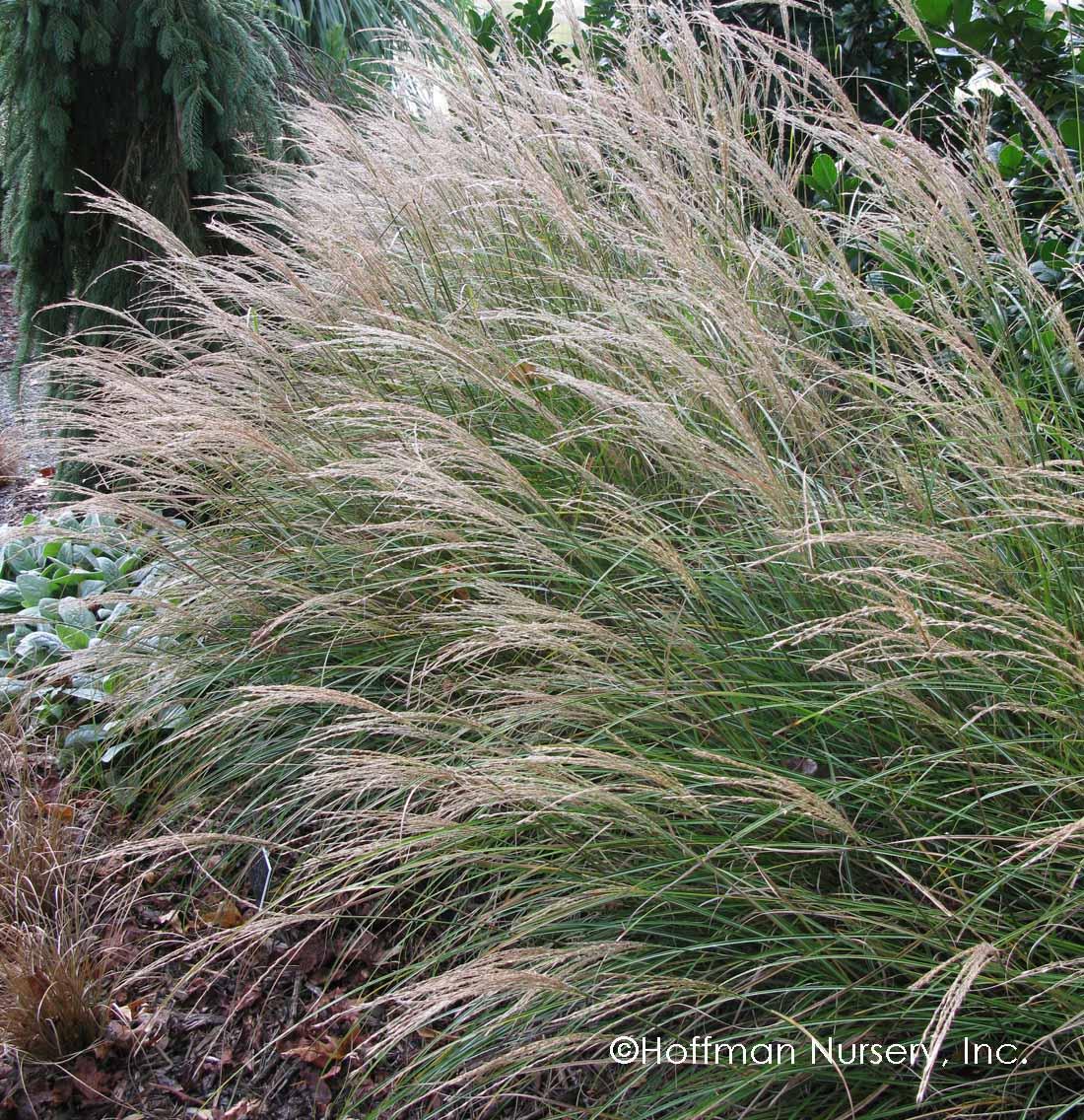 G0051 Grass, Miscanthus Sinensis 'little Kitten' - View 13 from www redcrocus com