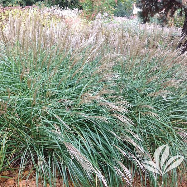 G0051 Grass, Miscanthus Sinensis 'little Kitten' - View 14 from www redcrocus com