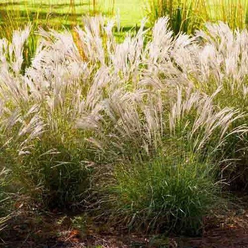 G0051 Grass, Miscanthus Sinensis 'little Kitten' - View 15 from www redcrocus com
