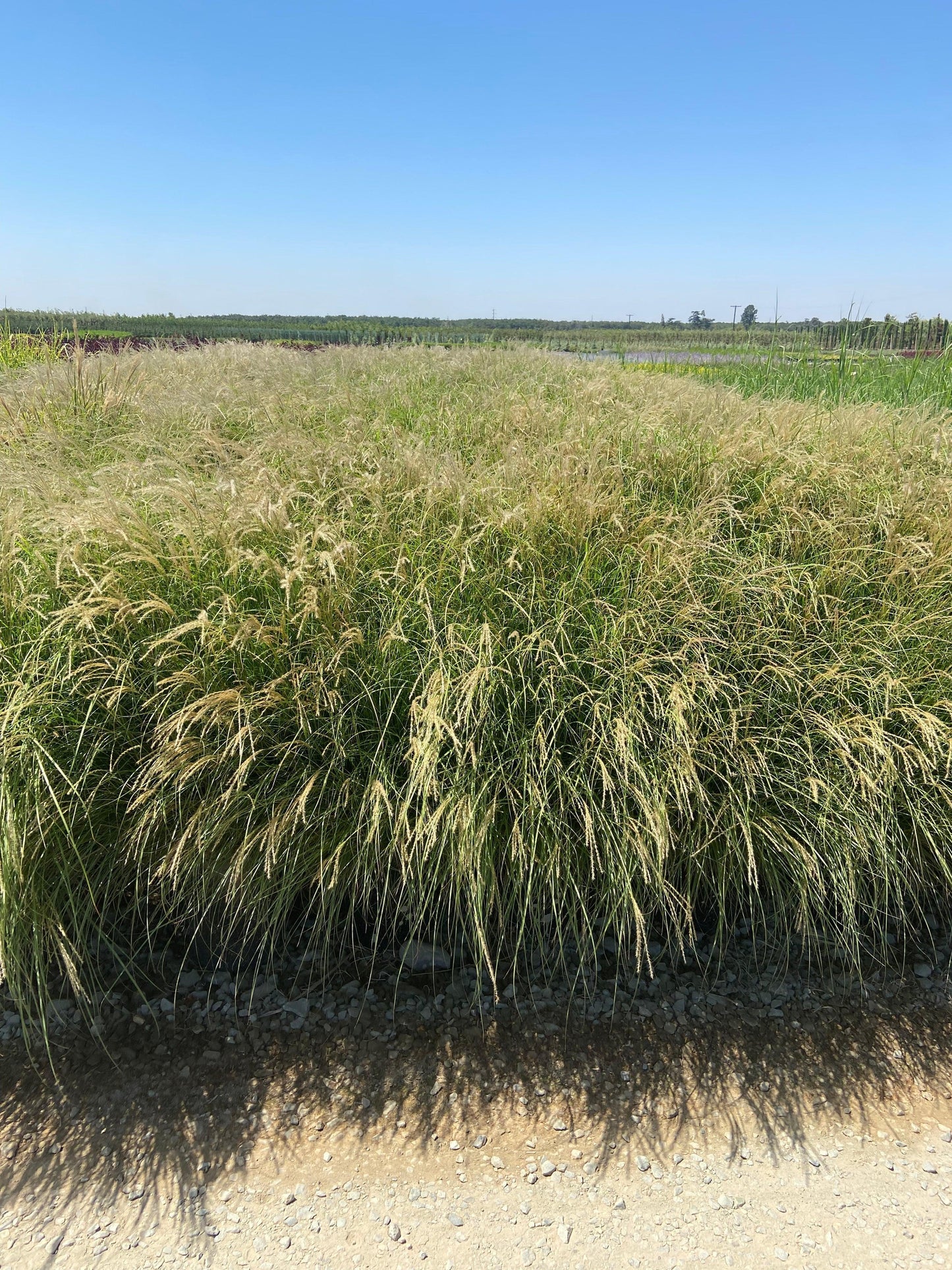 G0051 Grass, Miscanthus Sinensis 'little Kitten' - View 16 from www redcrocus com
