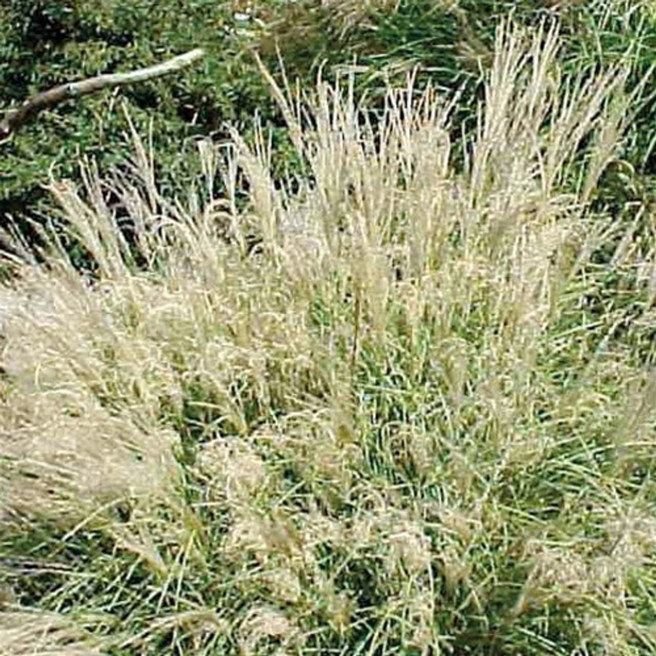 G0051 Grass, Miscanthus Sinensis 'little Kitten' - View 19 from www redcrocus com