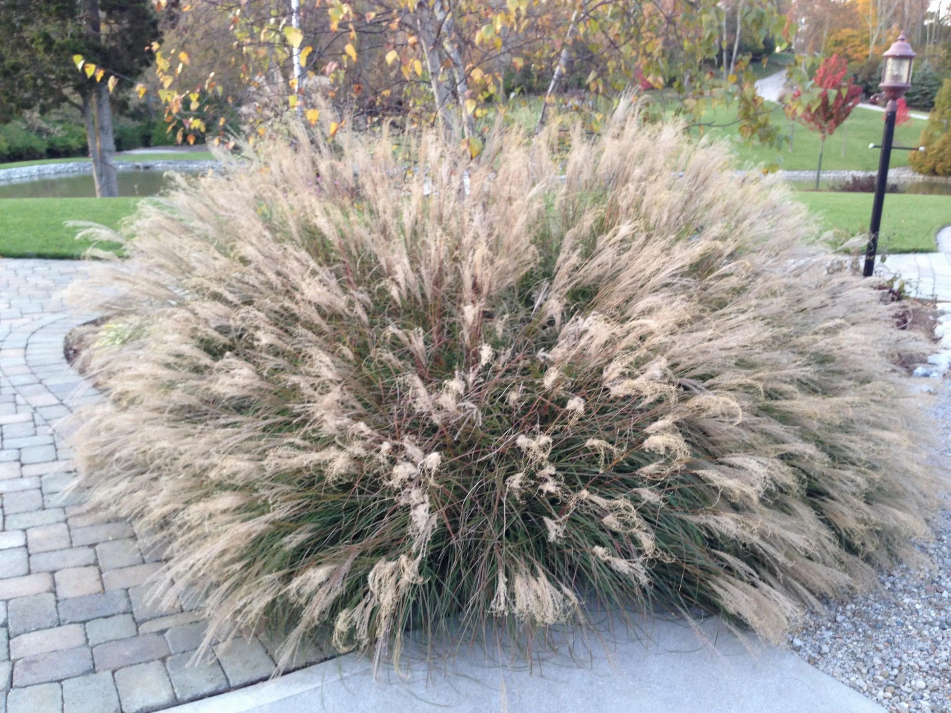 G0051 Grass, Miscanthus Sinensis 'little Kitten' - View 2 from www redcrocus com