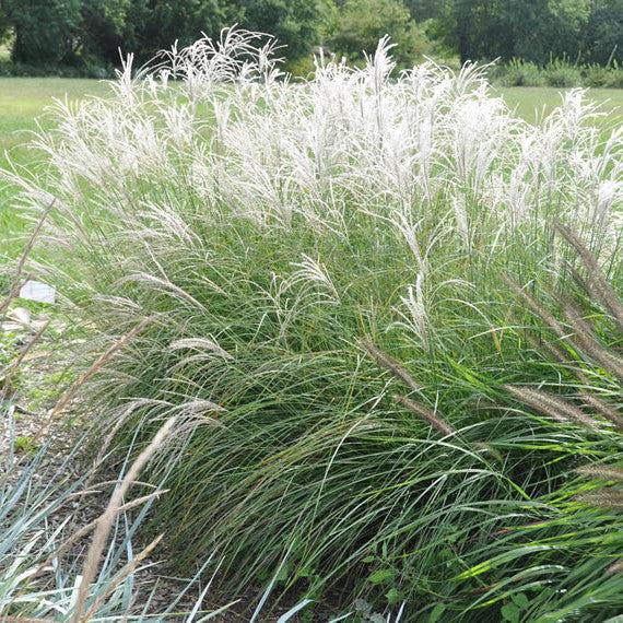 G0051 Grass, Miscanthus Sinensis 'little Kitten' - View 3 from www redcrocus com