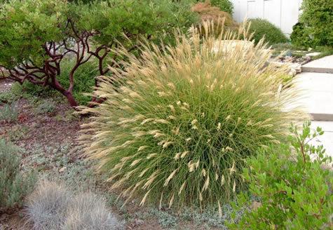 G0051 Grass, Miscanthus Sinensis 'little Kitten' - View 4 from www redcrocus com