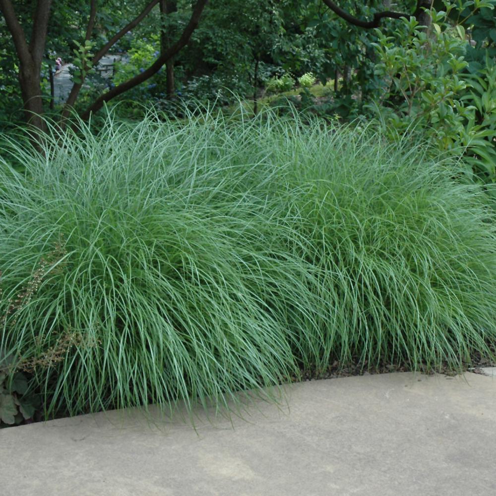 G0051 Grass, Miscanthus Sinensis 'little Kitten' - View 6 from www redcrocus com