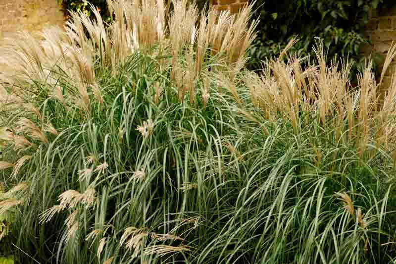 G0051 Grass, Miscanthus Sinensis 'little Kitten' - View 7 from www redcrocus com