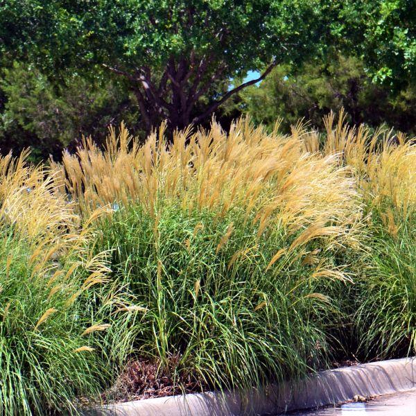 G0051 Grass, Miscanthus Sinensis 'little Kitten' - View 8 from www redcrocus com