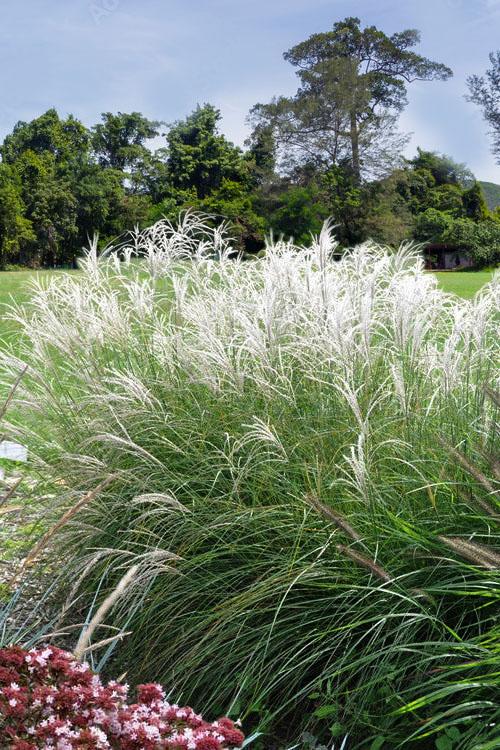 G0051 Grass, Miscanthus Sinensis 'little Kitten' - View 9 from www redcrocus com
