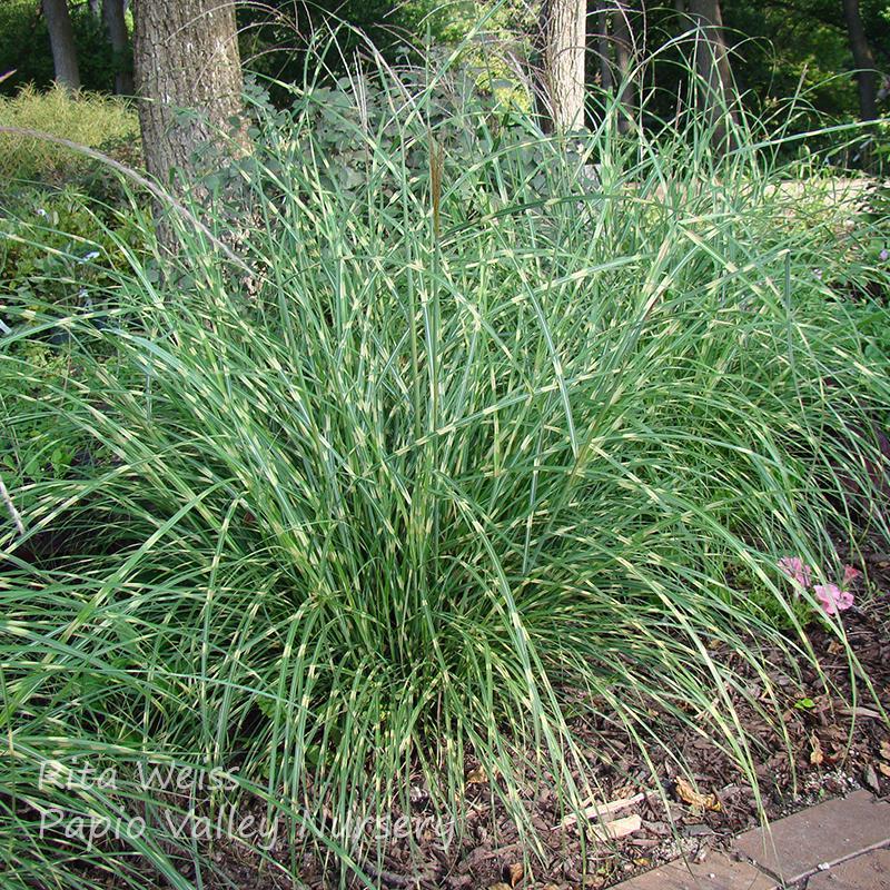 G0052 Grass Miscanthus Sinensis Little Zebra - View 18 from www redcrocus com