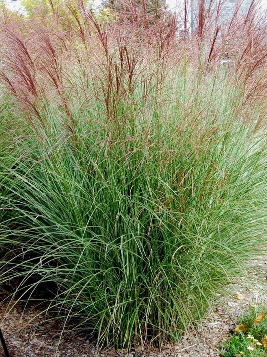 G0053 Grass Miscanthus Sinensis Morning Light - View 10 from www redcrocus com