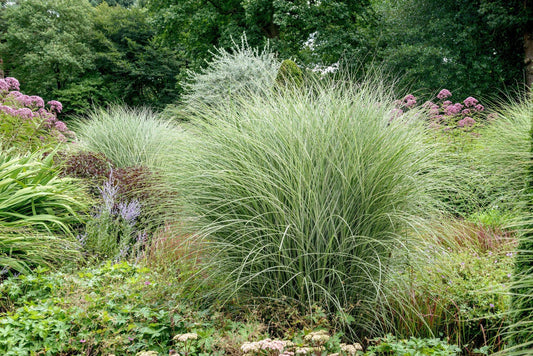 G0053 Grass Miscanthus Sinensis Morning Light - View 1 from www redcrocus com