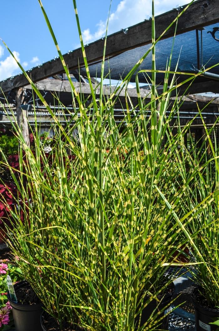 G0054 Grass Miscanthus Sinensis Strictus - View 20 from www redcrocus com