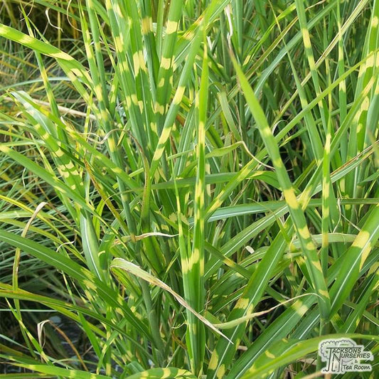 G0055 Grass Miscanthus Sinensis Zebrinus - View 11 from www redcrocus com