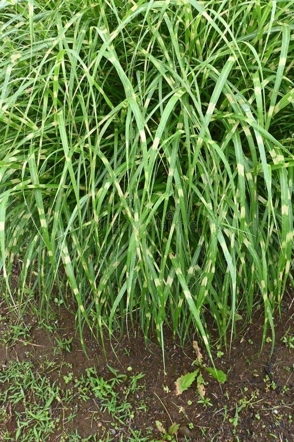 G0055 Grass Miscanthus Sinensis Zebrinus - View 19 from www redcrocus com