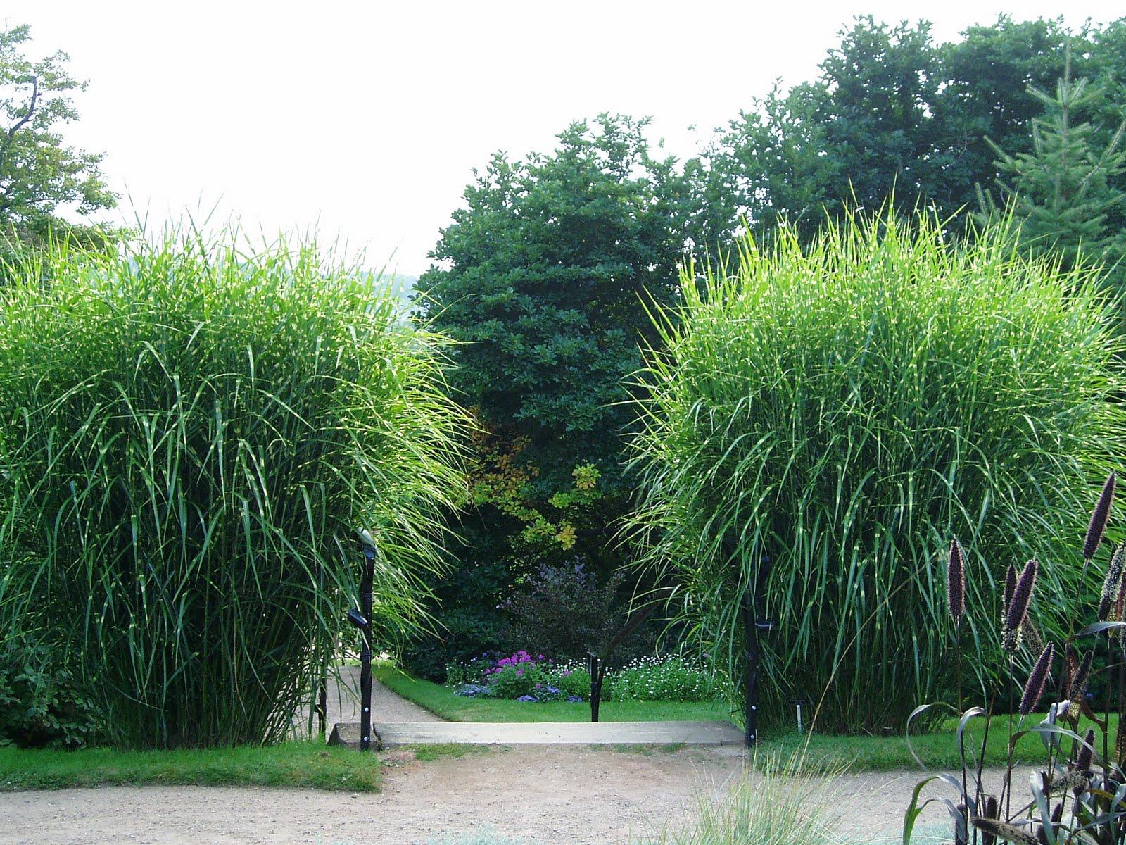 G0055 Grass Miscanthus Sinensis Zebrinus - View 6 from www redcrocus com