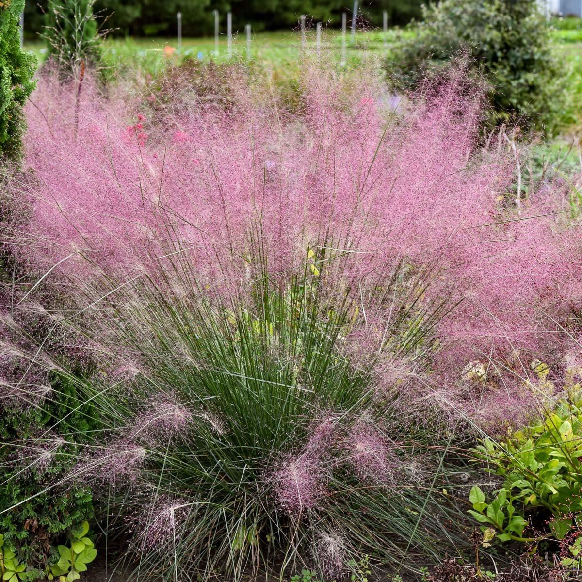 G0056 Grass Muhlenbergia Reverchonii Undaunted - View 1 from www redcrocus com