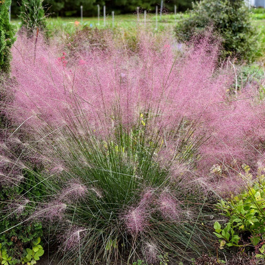 G0056 Grass Muhlenbergia Reverchonii Undaunted - View 1 from www redcrocus com