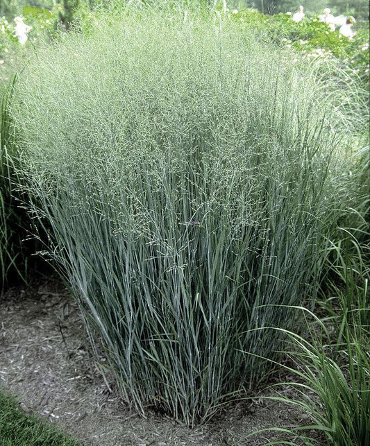 G0058 Grass, Panicum Virgatum 'heavy Metal' - View 1 from www redcrocus com