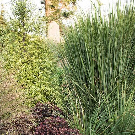 G0059 Grass, Panicum Virgatum 'northwind' - View 28 from www redcrocus com