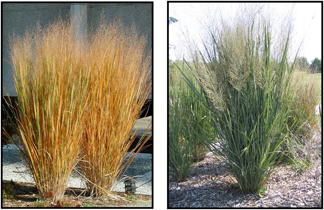 G0059 Grass, Panicum Virgatum 'northwind' - View 2 from www redcrocus com