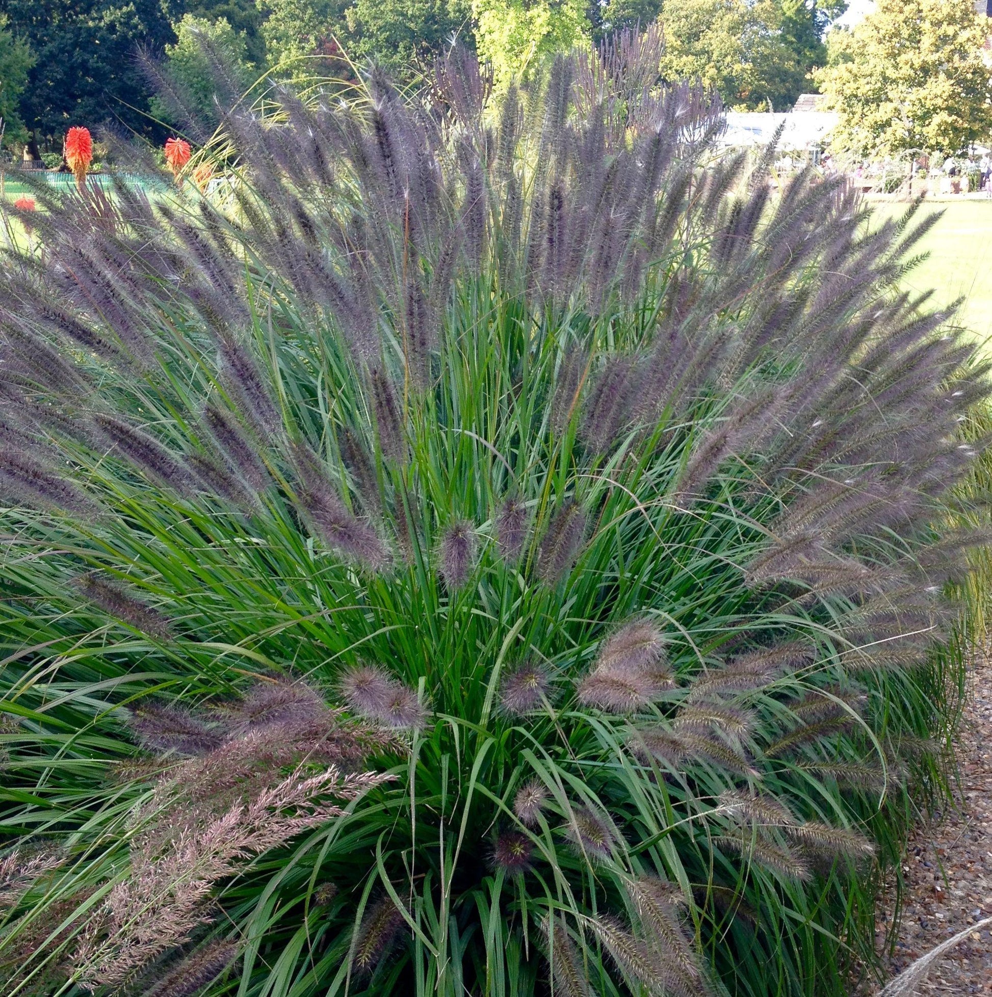 G0063 Grass Pennisetum Alopecuroides Red Head - View 12 from www redcrocus com